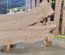 Silver Maple Slab Lumber