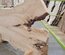Silver Maple Slab Lumber