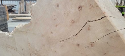 Silver Maple Slab Lumber