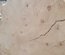 Silver Maple Slab Lumber